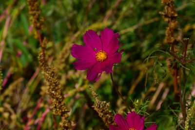 Keywords: flowers;butterfly;bee