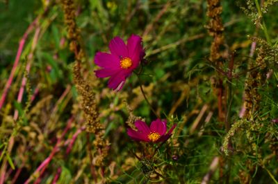 Keywords: flowers;butterfly;bee