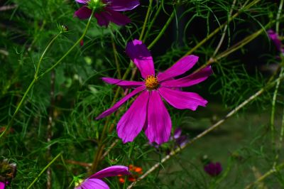 Keywords: flowers;butterfly;bee