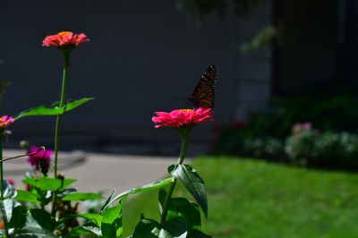 Keywords: flowers;butterfly;bee