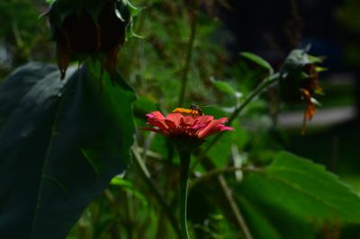 Keywords: flowers;butterfly;bee