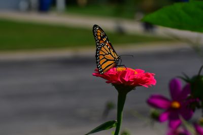 Keywords: flowers;butterfly;bee