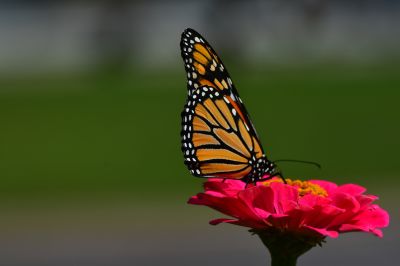 Keywords: flowers;butterfly;bee