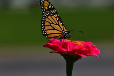 Keywords: flowers;butterfly;bee