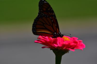 Keywords: flowers;butterfly;bee