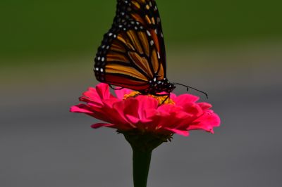 Keywords: flowers;butterfly;bee